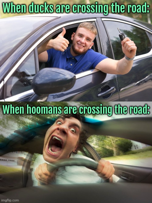 Hit the NOS | When ducks are crossing the road:; When hoomans are crossing the road: | image tagged in driving,animals,humans,ducks,dark humor | made w/ Imgflip meme maker