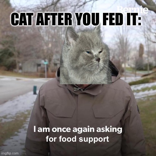 I am once again asking for food support | CAT AFTER YOU FED IT:; for food support | image tagged in memes,bernie i am once again asking for your support | made w/ Imgflip meme maker