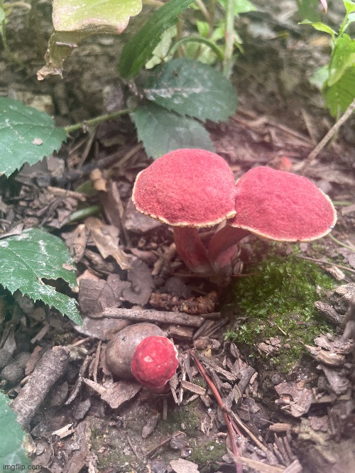 I believe these mushrooms are Red and Yellow Boletes (Baorangia Bicolor) | image tagged in mushrooms,photos,photography | made w/ Imgflip meme maker