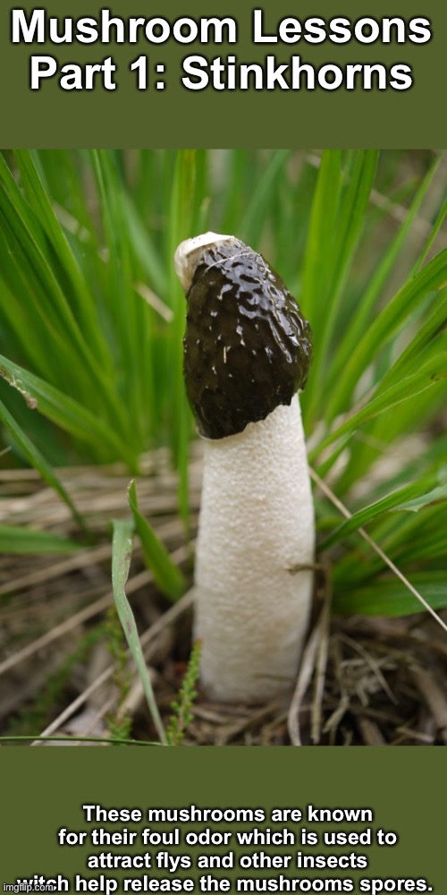 Stay tuned tomorrow for part 2 (picture not mine btw) | Mushroom Lessons Part 1: Stinkhorns; These mushrooms are known for their foul odor which is used to attract flys and other insects
witch help release the mushrooms spores. | image tagged in mushrooms | made w/ Imgflip meme maker