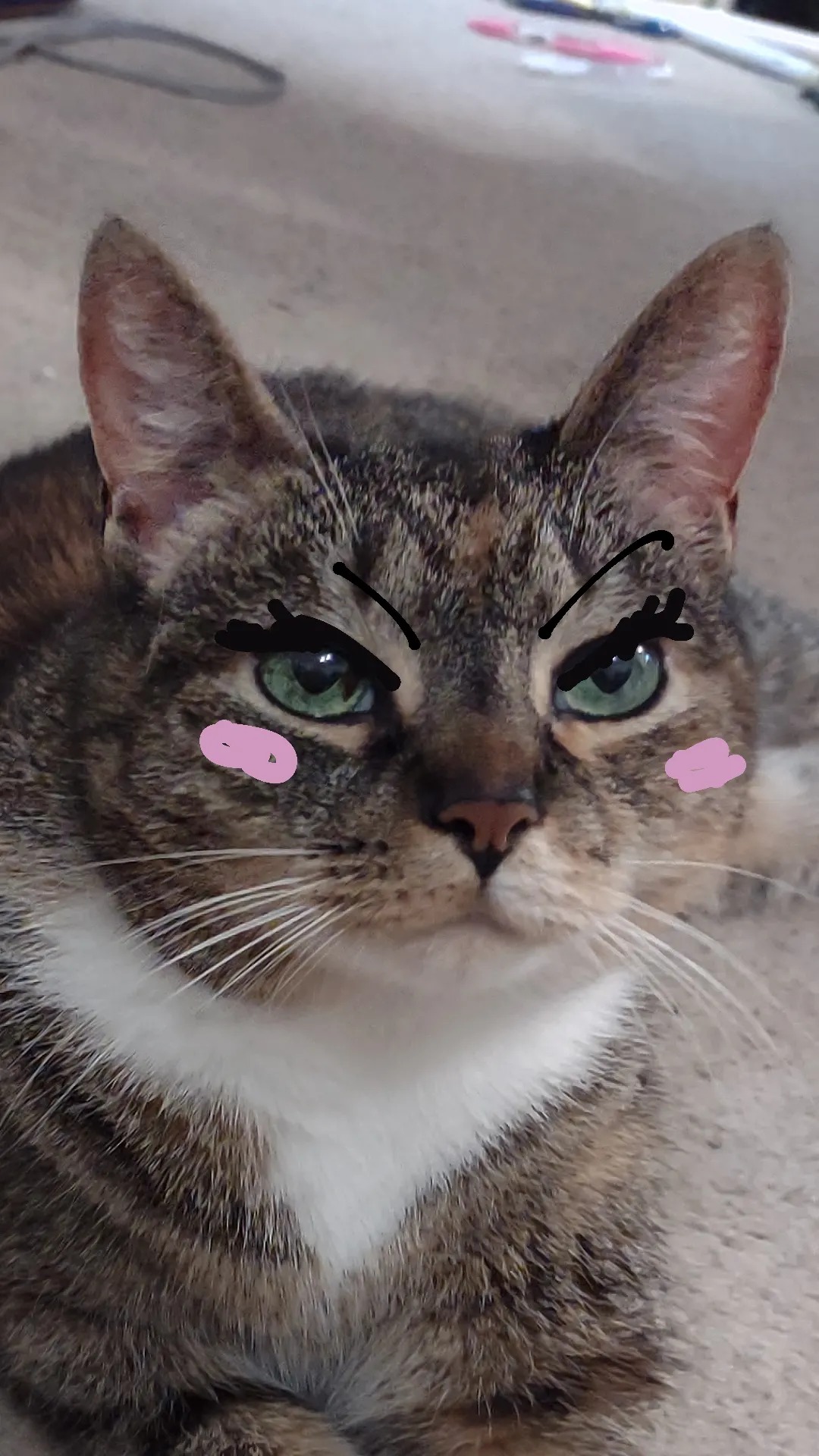 Dressed up cat Blank Meme Template