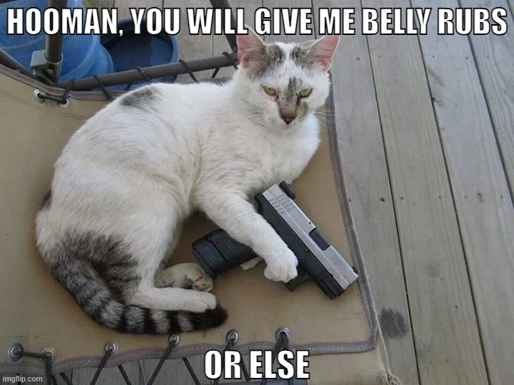 HOOMAN, YOU WILL GIVE ME BELLY RUBS; OR ELSE | image tagged in guns | made w/ Imgflip meme maker