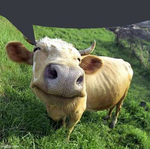 Cow | image tagged in cow | made w/ Imgflip meme maker
