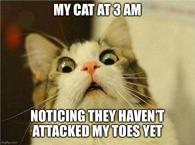 My life every night | MY CAT AT 3 AM; NOTICING THEY HAVEN’T ATTACKED MY TOES YET | image tagged in suprised cat | made w/ Imgflip meme maker