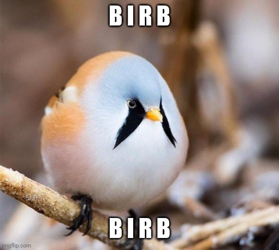 Borb | B I R B B I R B | image tagged in borb | made w/ Imgflip meme maker