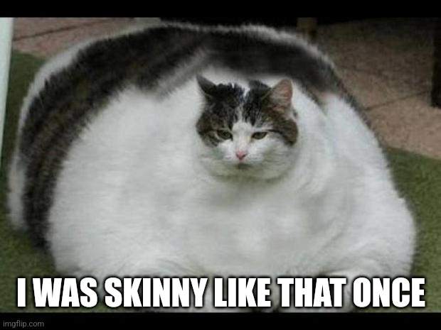 fat cat 2 | I WAS SKINNY LIKE THAT ONCE | image tagged in fat cat 2 | made w/ Imgflip meme maker