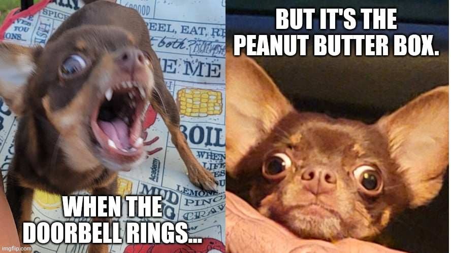 Mochidog | image tagged in peanut butter,dogs,funny chihuahua | made w/ Imgflip meme maker