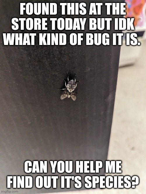 FOUND THIS AT THE STORE TODAY BUT IDK WHAT KIND OF BUG IT IS. CAN YOU HELP ME FIND OUT IT'S SPECIES? | made w/ Imgflip meme maker