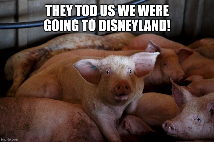 Shocked pig | THEY TOD US WE WERE GOING TO DISNEYLAND! | image tagged in shocked pig | made w/ Imgflip meme maker