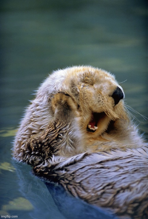 Satisfied sea otter | image tagged in satisfied sea otter | made w/ Imgflip meme maker