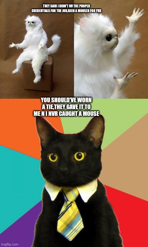 THEY SAID I DIDN'T HV THE PROPER CREDENTIALS FOR THE JOB,BEEN A MOUSER FOR YRS; YOU SHOULD'VE WORN A TIE,THEY GAVE IT TO ME N I NVR CAUGHT A MOUSE | image tagged in memes,persian cat room guardian,business cat | made w/ Imgflip meme maker