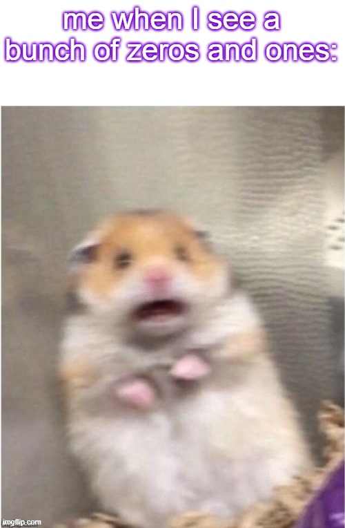 Scared Hamster | me when I see a bunch of zeros and ones: | image tagged in scared hamster | made w/ Imgflip meme maker