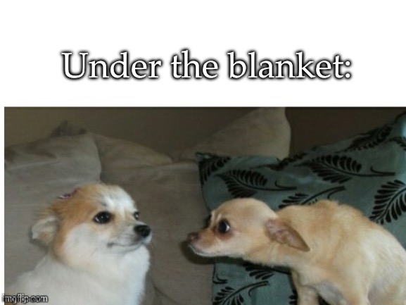 Dogs | Under the blanket: | image tagged in two dogs | made w/ Imgflip meme maker