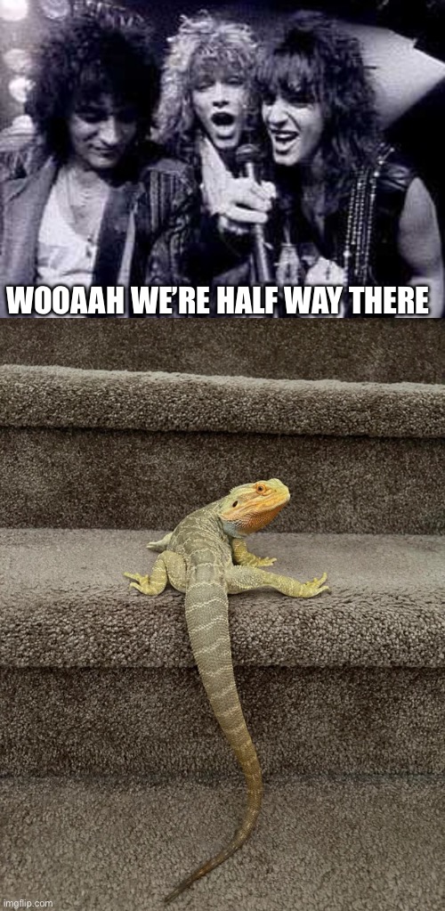 Lizard on a | WOOAAH WE’RE HALF WAY THERE | image tagged in halfway there,lizard,stairs | made w/ Imgflip meme maker