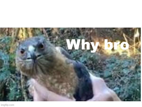 Why bro bird | Why bro | image tagged in whybro | made w/ Imgflip meme maker