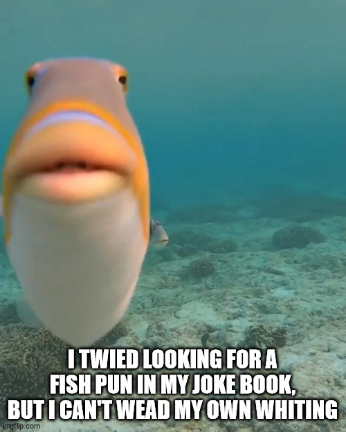 staring fish | I TWIED LOOKING FOR A FISH PUN IN MY JOKE BOOK, BUT I CAN'T WEAD MY OWN WHITING | image tagged in staring fish | made w/ Imgflip meme maker