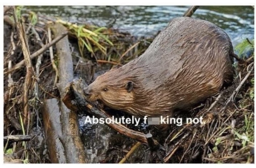 Absolutely not Blank Meme Template