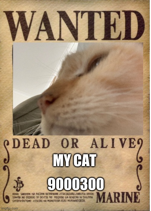One piece wanted poster template | MY CAT; 9000300 | image tagged in one piece wanted poster template | made w/ Imgflip meme maker