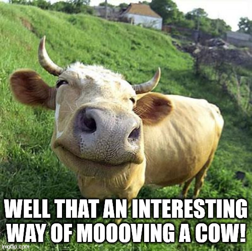 Cow | WELL THAT AN INTERESTING WAY OF MOOOVING A COW! | image tagged in cow | made w/ Imgflip meme maker