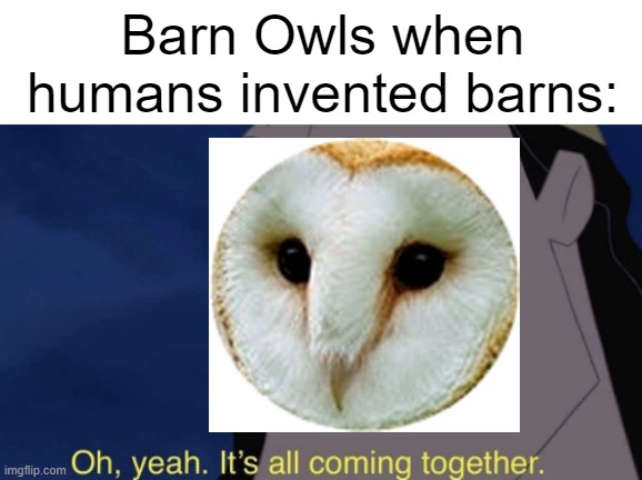 Behold my crappy editing skills | Barn Owls when humans invented barns: | image tagged in it's all coming together | made w/ Imgflip meme maker