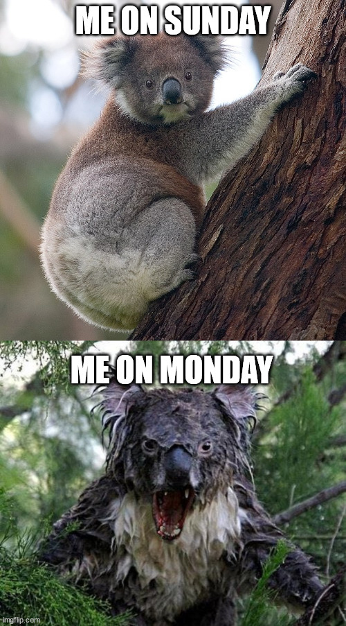 Sunday | ME ON SUNDAY; ME ON MONDAY | image tagged in koala,working,latticeclimbing,gittersteigen,fun | made w/ Imgflip meme maker