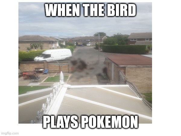 WHEN THE BIRD; PLAYS POKEMON | made w/ Imgflip meme maker