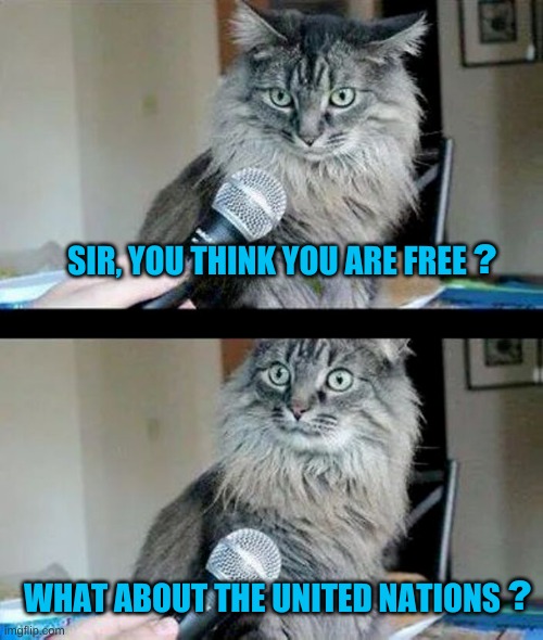 Cat Interview | ? SIR, YOU THINK YOU ARE FREE; WHAT ABOUT THE UNITED NATIONS; ? | image tagged in cat interview,freedom,united nations,fraud,political meme,4th of july | made w/ Imgflip meme maker