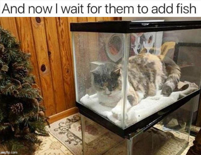image tagged in cat,fish | made w/ Imgflip meme maker