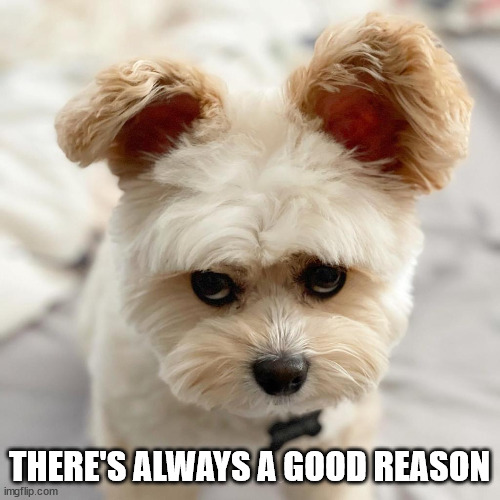 Serious Doggo | THERE'S ALWAYS A GOOD REASON | image tagged in serious doggo | made w/ Imgflip meme maker