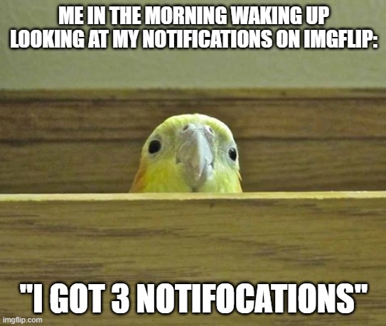 im just making this for notifications | ME IN THE MORNING WAKING UP LOOKING AT MY NOTIFICATIONS ON IMGFLIP:; "I GOT 3 NOTIFOCATIONS" | image tagged in the birb,notifications | made w/ Imgflip meme maker