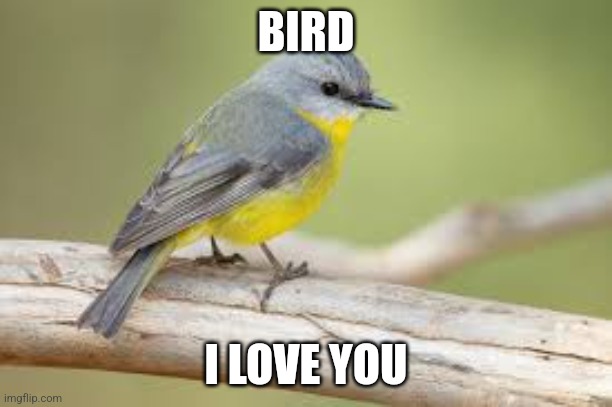 BIRD; I LOVE YOU | image tagged in birds | made w/ Imgflip meme maker