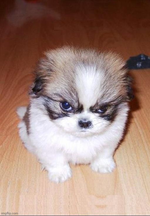 Fluffy Destroyer of Worlds | image tagged in fluffy destroyer of worlds | made w/ Imgflip meme maker
