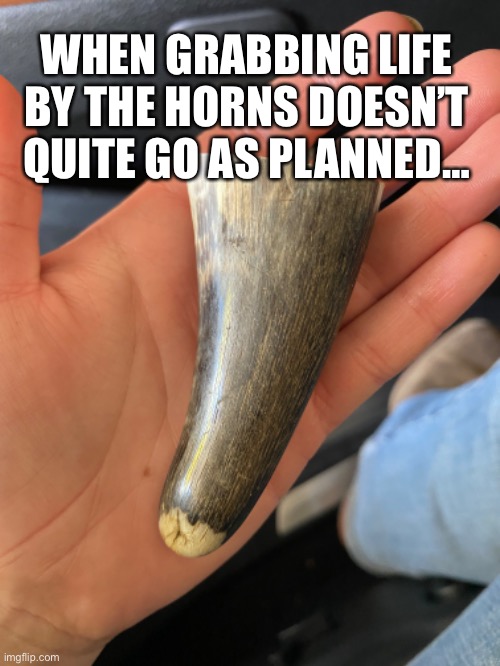 achy breaky part | WHEN GRABBING LIFE BY THE HORNS DOESN’T QUITE GO AS PLANNED… | image tagged in funny meme,saying,grab life by the horns,country life | made w/ Imgflip meme maker