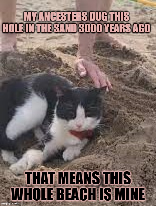 This #lolcat wonders if you're entitled to all land where your ancestors once lived | MY ANCESTERS DUG THIS HOLE IN THE SAND 3000 YEARS AGO; THAT MEANS THIS WHOLE BEACH IS MINE | image tagged in israel,palestine,lolcat,gaza | made w/ Imgflip meme maker