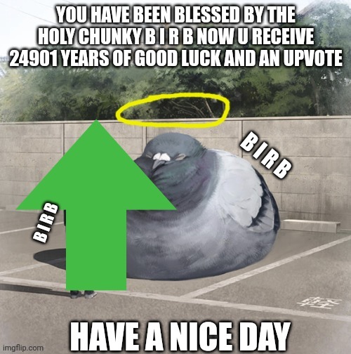 Blessed by the holy chunky B I R B | image tagged in blessed by the holy chunky b i r b | made w/ Imgflip meme maker
