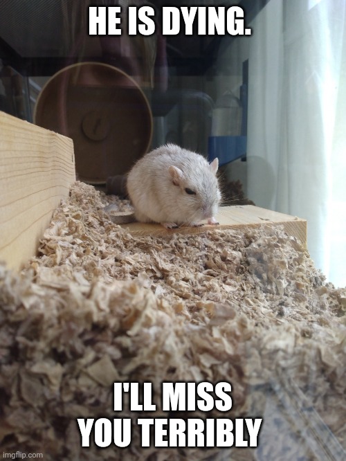 Junie's the gerb possibly the last photo | HE IS DYING. I'LL MISS YOU TERRIBLY | image tagged in junie's the gerb possibly the last photo | made w/ Imgflip meme maker