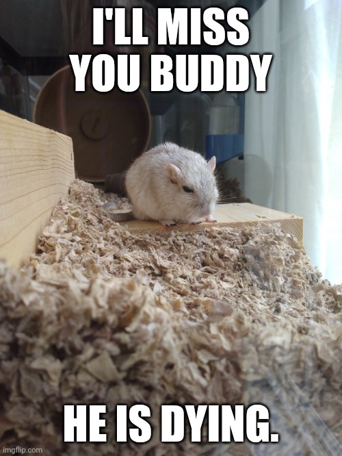Junie's the gerb possibly the last photo | I'LL MISS YOU BUDDY; HE IS DYING. | image tagged in junie's the gerb possibly the last photo | made w/ Imgflip meme maker