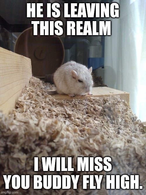 Junie's the gerb possibly the last photo | HE IS LEAVING THIS REALM; I WILL MISS YOU BUDDY FLY HIGH. | image tagged in junie's the gerb possibly the last photo | made w/ Imgflip meme maker