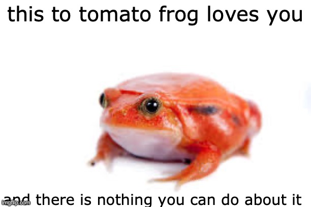 title | this to tomato frog loves you; and there is nothing you can do about it | image tagged in funny memes | made w/ Imgflip meme maker
