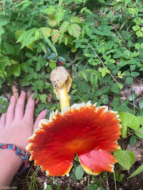Found this Amanita mushroom bigger than my hand (Check comments) | image tagged in photos,photography,mushrooms | made w/ Imgflip meme maker