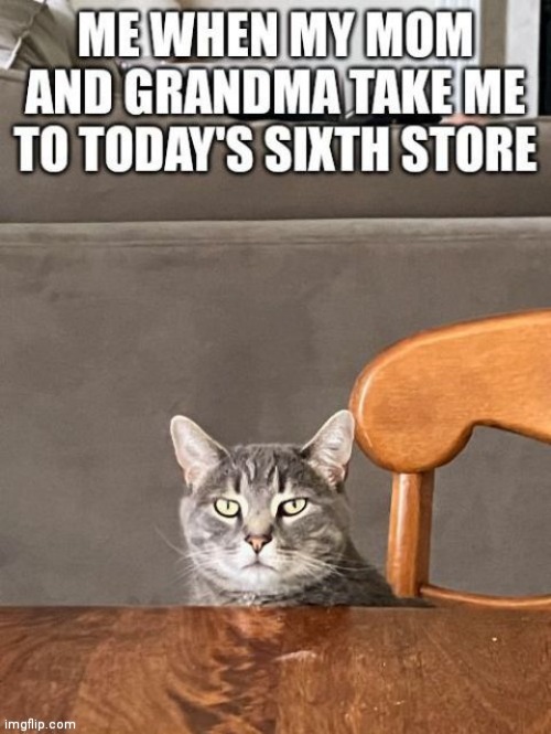 My cat Scratch | image tagged in cats,funny cats,relatable memes,shopping,scratchthecat | made w/ Imgflip meme maker