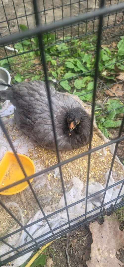 BB, or BeeBee the chicken was attacked by a raccoon, but she powered through it and is better now | image tagged in stay blobby,beebee,chicken | made w/ Imgflip meme maker