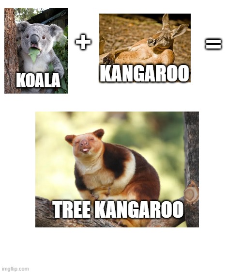 ugh, so cute | +; =; KANGAROO; KOALA; TREE KANGAROO | made w/ Imgflip meme maker