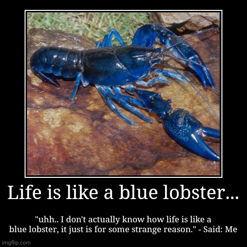 I don't know how life is like a blue lobster | Life is like a blue lobster... | "uhh.. I don't actually know how life is like a blue lobster, it just is for some strange reason." - Said:  | image tagged in funny,demotivationals | made w/ Imgflip demotivational maker