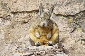 High Quality Viscacha Blank Meme Template