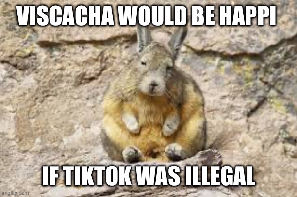 THAT side of TikTok should be illegal | VISCACHA WOULD BE HAPPI; IF TIKTOK WAS ILLEGAL | image tagged in viscacha | made w/ Imgflip meme maker