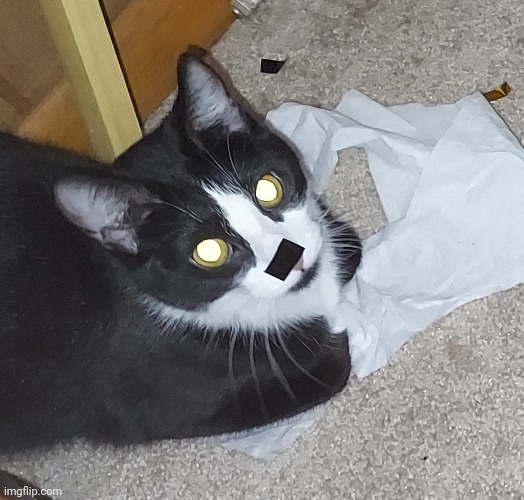 Kitler | made w/ Imgflip meme maker