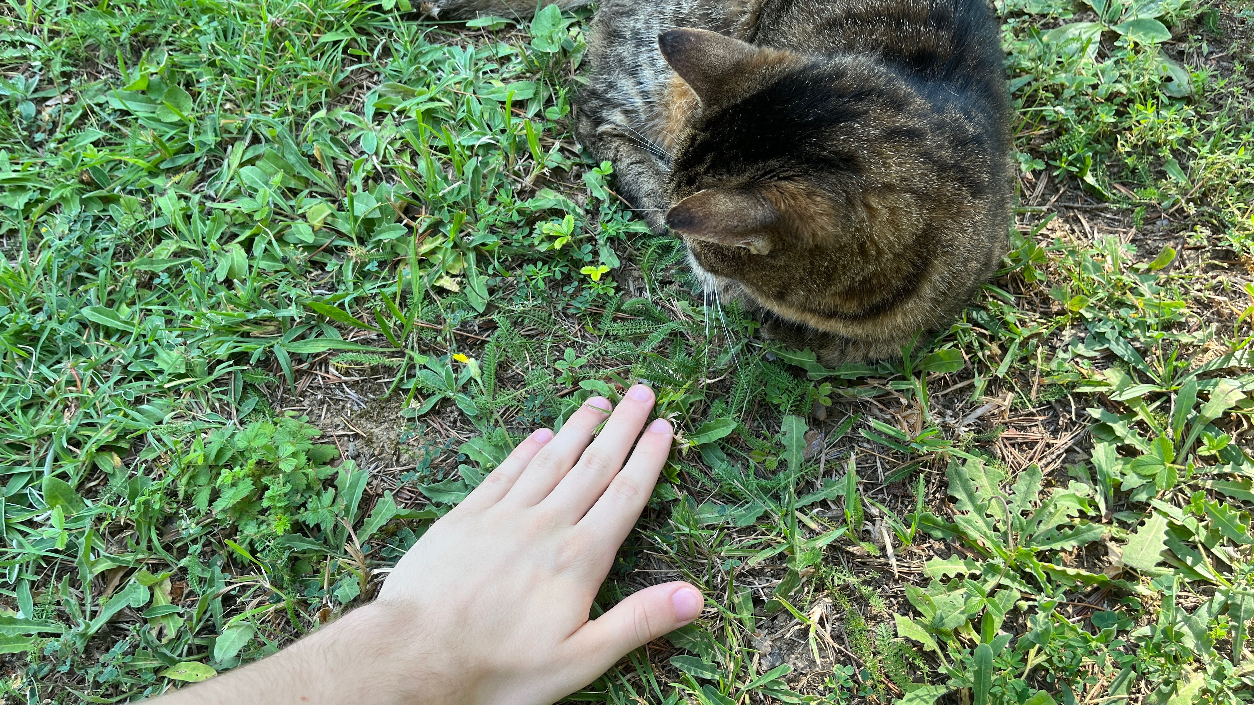 me touching grass + my cat | image tagged in share your own photos,share your photos,cats,touching grass,touch grass | made w/ Imgflip meme maker