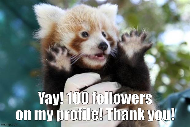 Celebratory (Red) Panda | Yay! 100 followers on my profile! Thank you! | image tagged in celebratory red panda | made w/ Imgflip meme maker
