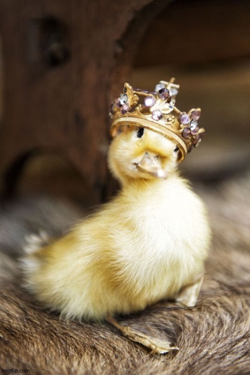 Aww! | image tagged in duckling king | made w/ Imgflip meme maker